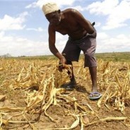 Leaked IPCC report links climate change to global food scarcity