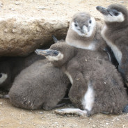 Penguins, Study finds Climate Change is another danger