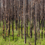 Global Warming Cited as Wildfires Increase in Fragile Boreal Forest