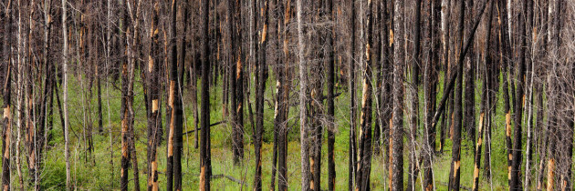 Global Warming Cited as Wildfires Increase in Fragile Boreal Forest